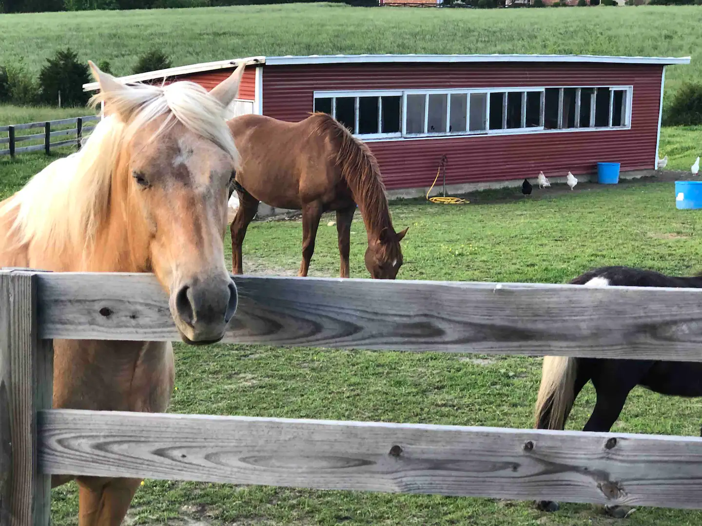 Interact with the animals in this farm house.